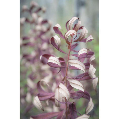 Fireweed in Fall II Black Modern Wood Framed Art Print with Double Matting by Mahan, Kathy