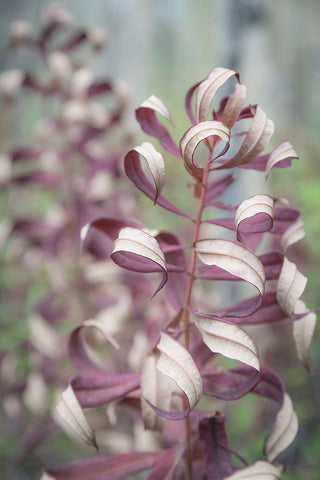 Fireweed in Fall II Black Ornate Wood Framed Art Print with Double Matting by Mahan, Kathy