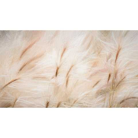 Foxtail Barley IV Black Modern Wood Framed Art Print with Double Matting by Mahan, Kathy