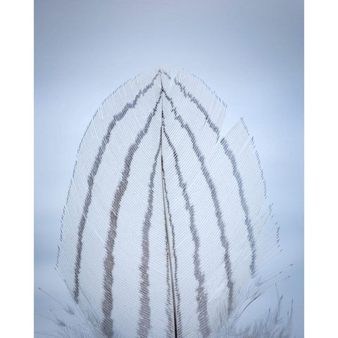 Feather Study II White Modern Wood Framed Art Print by Mahan, Kathy