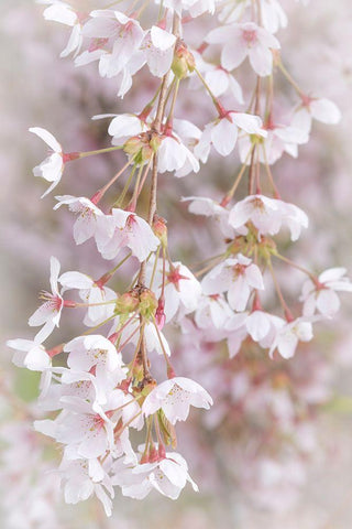 Soft Cherry Blossoms I White Modern Wood Framed Art Print with Double Matting by Mahan, Kathy