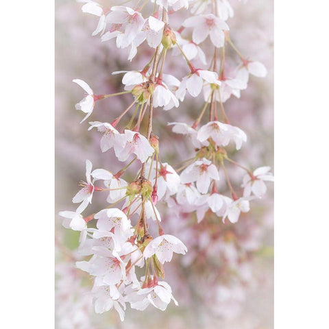 Soft Cherry Blossoms I White Modern Wood Framed Art Print by Mahan, Kathy