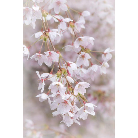 Soft Cherry Blossoms II White Modern Wood Framed Art Print by Mahan, Kathy