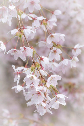 Soft Cherry Blossoms II White Modern Wood Framed Art Print with Double Matting by Mahan, Kathy