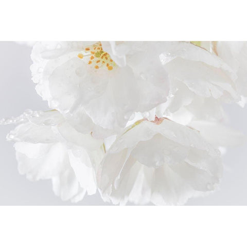 White Cherry Blossoms II Gold Ornate Wood Framed Art Print with Double Matting by Mahan, Kathy