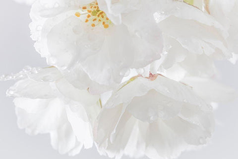 White Cherry Blossoms II White Modern Wood Framed Art Print with Double Matting by Mahan, Kathy