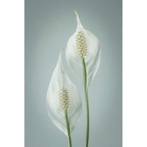 Peace Lily I White Modern Wood Framed Art Print by Mahan, Kathy