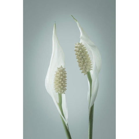 Peace Lily II White Modern Wood Framed Art Print by Mahan, Kathy