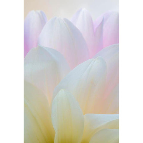 Dahlia Blossom I White Modern Wood Framed Art Print by Mahan, Kathy