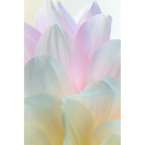 Dahlia Blossom II White Modern Wood Framed Art Print by Mahan, Kathy