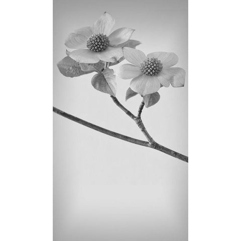 Pacific Dogwood Blossoms I Black Modern Wood Framed Art Print with Double Matting by Mahan, Kathy