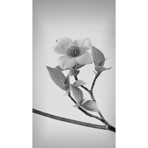 Pacific Dogwood Blossoms II Black Modern Wood Framed Art Print with Double Matting by Mahan, Kathy