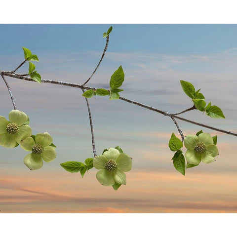 Dogwood at Sunset I White Modern Wood Framed Art Print by Mahan, Kathy