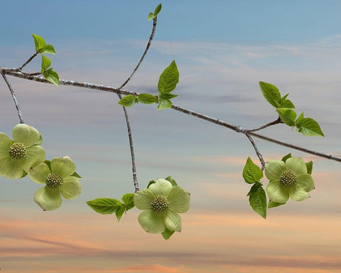 Dogwood at Sunset I Black Ornate Wood Framed Art Print with Double Matting by Mahan, Kathy