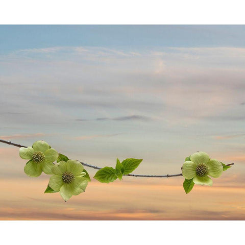 Dogwood at Sunset II White Modern Wood Framed Art Print by Mahan, Kathy