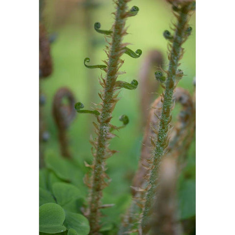 Sword Fern I Black Modern Wood Framed Art Print with Double Matting by Mahan, Kathy