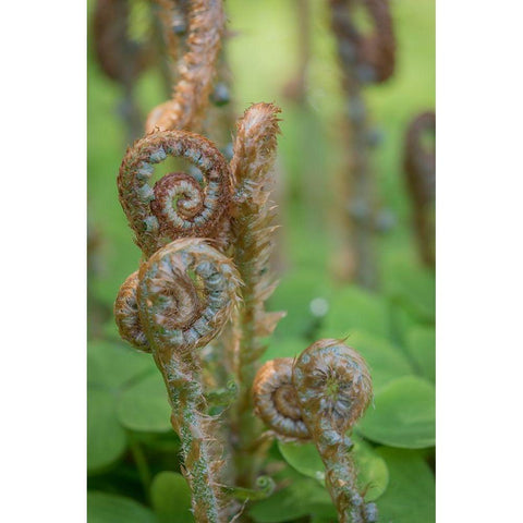 Sword Fern II Black Modern Wood Framed Art Print with Double Matting by Mahan, Kathy