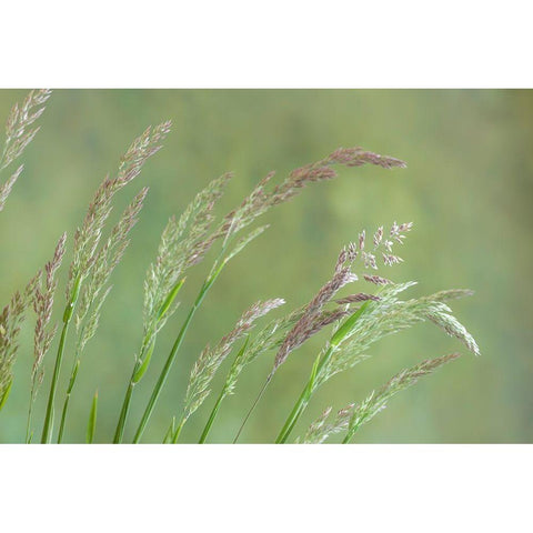 Velvet Grass I White Modern Wood Framed Art Print by Mahan, Kathy