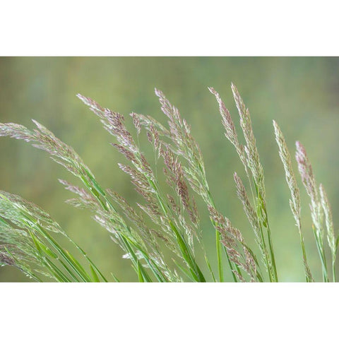 Velvet Grass II White Modern Wood Framed Art Print by Mahan, Kathy