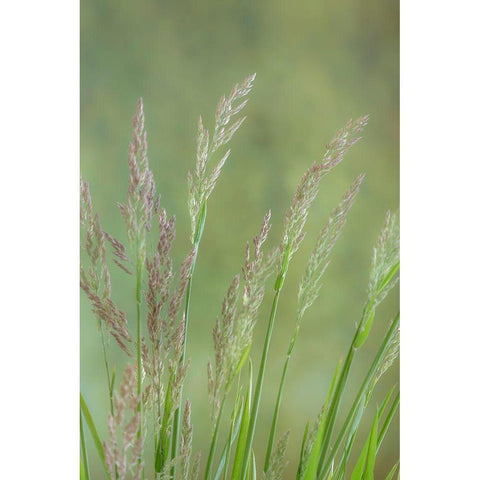 Velvet Grass III Black Modern Wood Framed Art Print with Double Matting by Mahan, Kathy