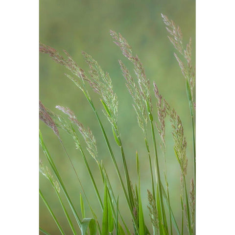 Velvet Grass IV White Modern Wood Framed Art Print by Mahan, Kathy