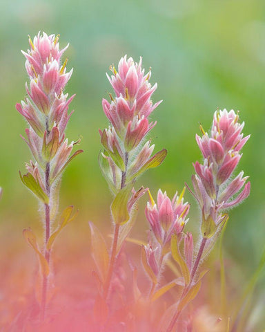 Indian Paintbrush I White Modern Wood Framed Art Print with Double Matting by Mahan, Kathy