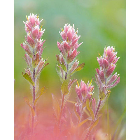 Indian Paintbrush I Black Modern Wood Framed Art Print with Double Matting by Mahan, Kathy