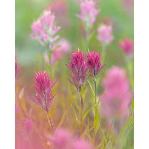 Indian Paintbrush II Black Modern Wood Framed Art Print with Double Matting by Mahan, Kathy