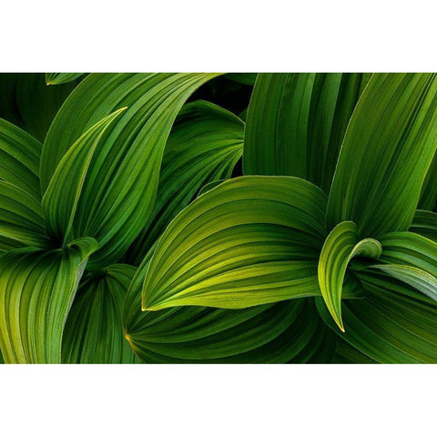 False Hellebore I Black Modern Wood Framed Art Print with Double Matting by Mahan, Kathy