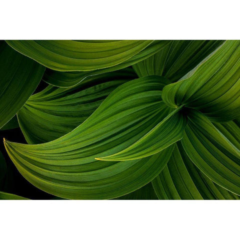 False Hellebore II Black Modern Wood Framed Art Print with Double Matting by Mahan, Kathy