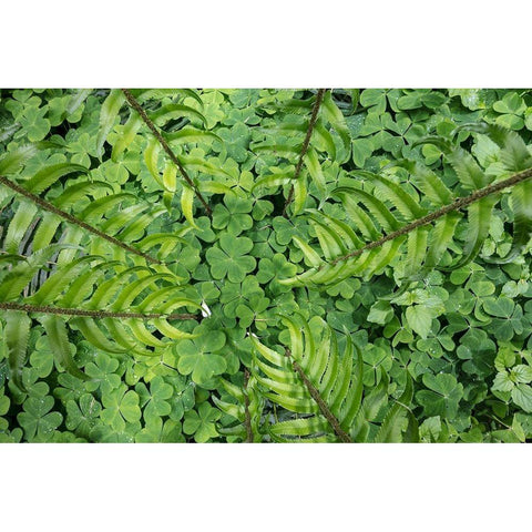 Sword Fern and Oxalis Black Modern Wood Framed Art Print with Double Matting by Mahan, Kathy