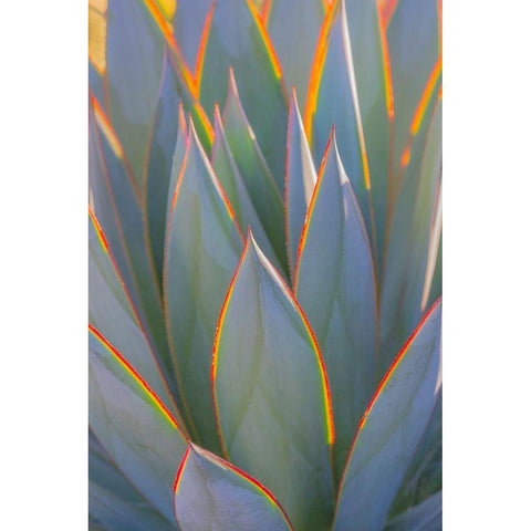 California Agave I White Modern Wood Framed Art Print by Mahan, Kathy