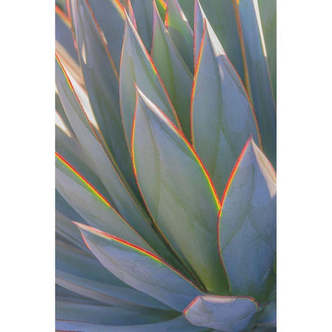 California Agave II Gold Ornate Wood Framed Art Print with Double Matting by Mahan, Kathy