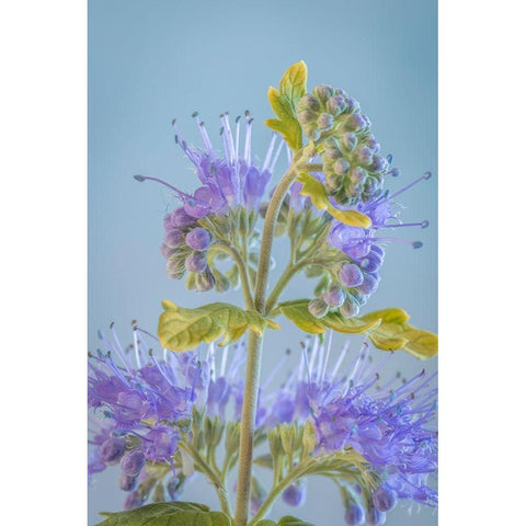 Caryopteris V White Modern Wood Framed Art Print by Mahan, Kathy