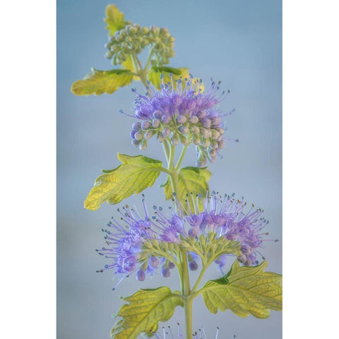 Caryopteris VI White Modern Wood Framed Art Print by Mahan, Kathy