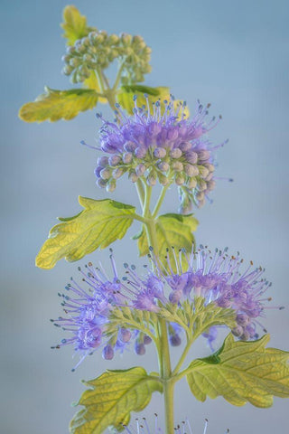 Caryopteris VI White Modern Wood Framed Art Print with Double Matting by Mahan, Kathy