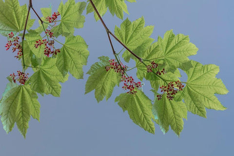 Vine Maple I Black Ornate Wood Framed Art Print with Double Matting by Mahan, Kathy