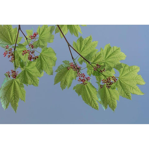 Vine Maple I Black Modern Wood Framed Art Print with Double Matting by Mahan, Kathy