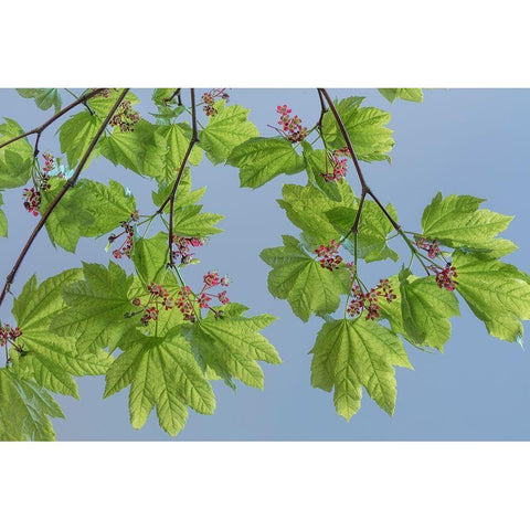 Vine Maple II White Modern Wood Framed Art Print by Mahan, Kathy