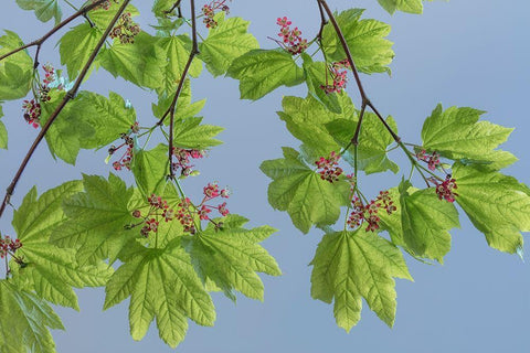 Vine Maple II White Modern Wood Framed Art Print with Double Matting by Mahan, Kathy