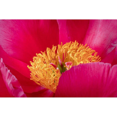 Peony Blossom I White Modern Wood Framed Art Print by Mahan, Kathy