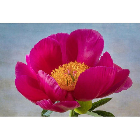 Peony Blossom II White Modern Wood Framed Art Print by Mahan, Kathy