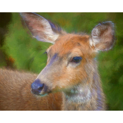 Blacktail Deer II Black Modern Wood Framed Art Print with Double Matting by Mahan, Kathy