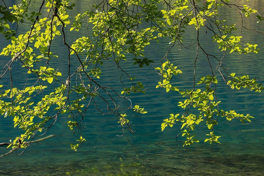 Image Only