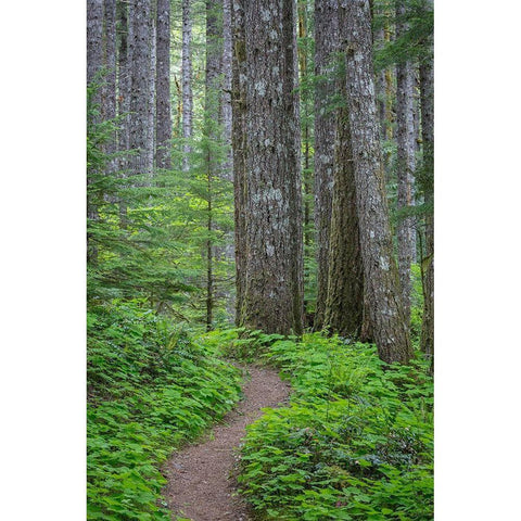 Lewis River Trail Gold Ornate Wood Framed Art Print with Double Matting by Mahan, Kathy