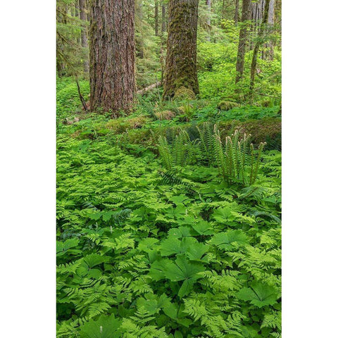 Spring in the Forest Gold Ornate Wood Framed Art Print with Double Matting by Mahan, Kathy