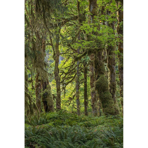 Quinault Rainforest I White Modern Wood Framed Art Print by Mahan, Kathy