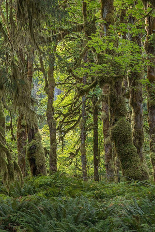 Quinault Rainforest I White Modern Wood Framed Art Print with Double Matting by Mahan, Kathy