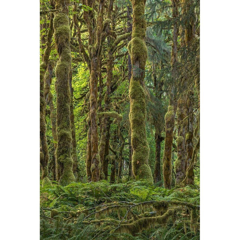 Quinault Rainforest II Gold Ornate Wood Framed Art Print with Double Matting by Mahan, Kathy