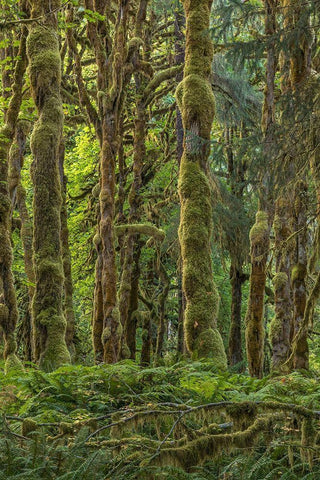 Quinault Rainforest II Black Ornate Wood Framed Art Print with Double Matting by Mahan, Kathy